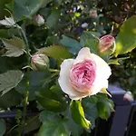 Rosenbluete Apartment Neustadt an der Weinstrasse