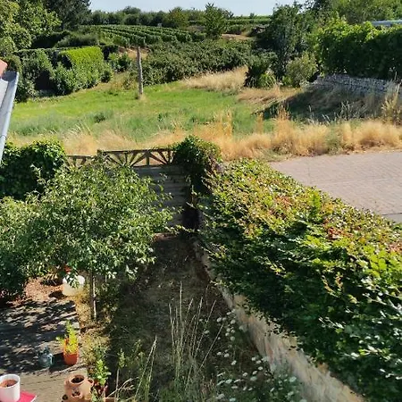 Rosenbluete * Neustadt an der Weinstrasse