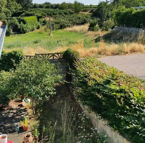 Rosenbluete * Neustadt an der Weinstraße