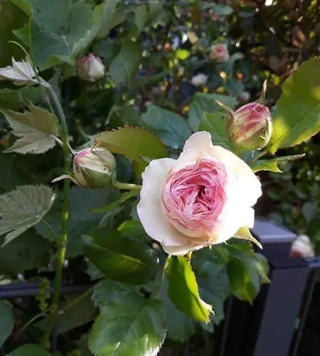 Rosenbluete Apartman Neustadt an der Weinstraße